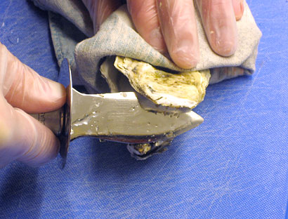 prying open the shell